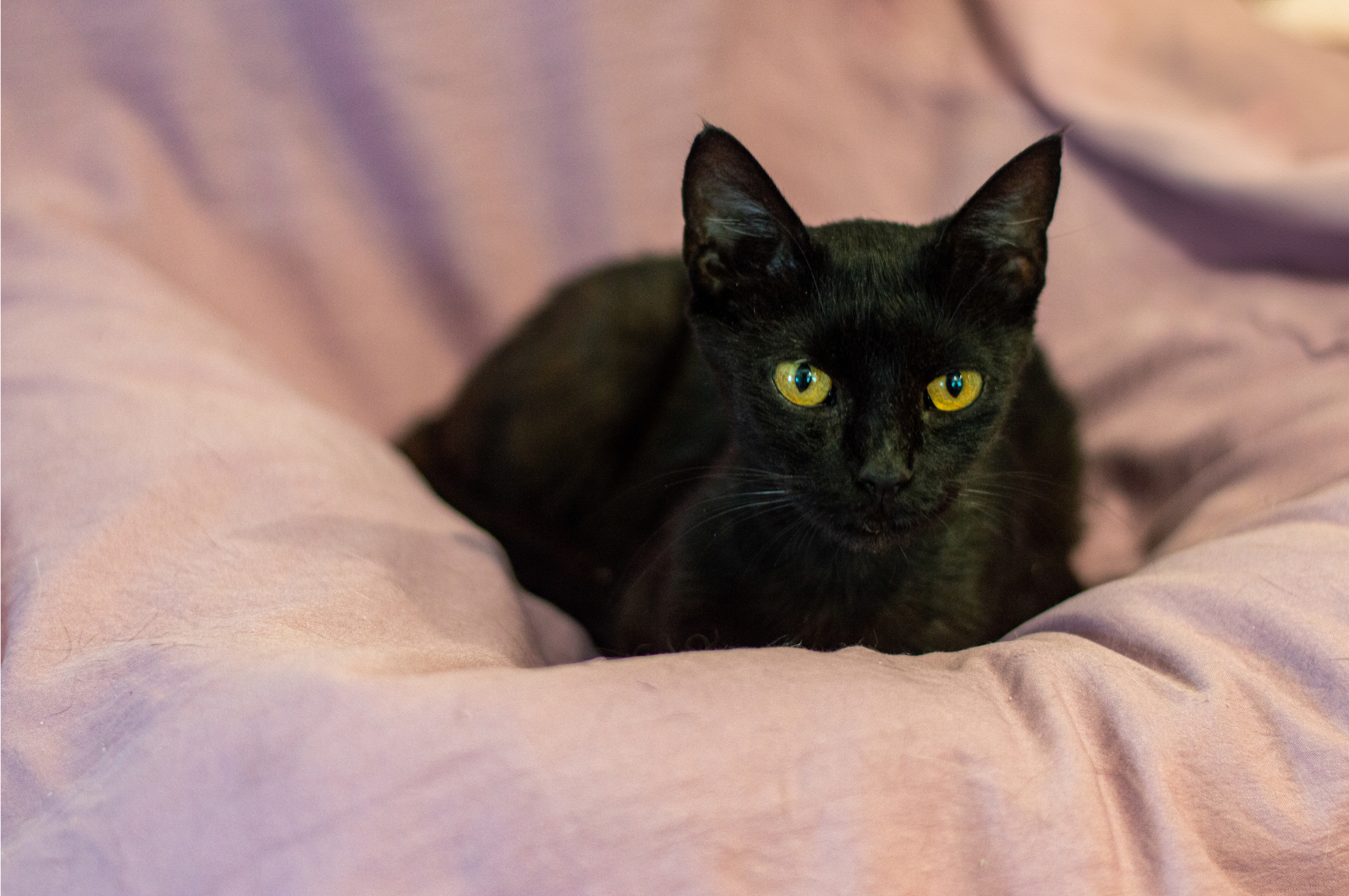 Udruzenje CESLAJA - Udomi ne kupuj - Persefona